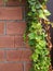 Natural desktop background green leaves of a climbing hedera plant on a red old brick wall.