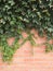 Natural desktop background green leaves of a climbing hedera plant on a red old brick wall.