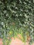 Natural desktop background green leaves of a climbing hedera plant on a red old brick wall.