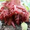 natural detail plant roots water henna flower red color Impatiens balsamina