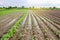 Natural disaster on the farm. Flooded field with seedlings of eggplant and leek. Heavy rain and flooding. The risks of harvest