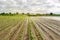 Natural disaster on the farm. Flooded field with seedlings of pepper and leek. Heavy rain and flooding. The risks of harvest loss