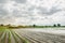 Natural disaster on the farm. Flooded field with seedlings of pepper and leek. Heavy rain and flooding. The risks of harvest loss