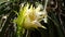 Natural Dragon fruit flower in Srilanka