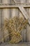 Natural dried bunch of triticale grain on weathered wooden barn door background.