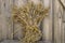 Natural dried bunch of triticale grains on weathered wooden barn door background.