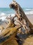 Natural Driftwood Art on the shores of Lake Michigan