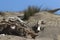 Natural dunes on the beach and vegetation.