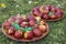 Natural dyed easter eggs colored with onion skins