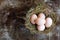 Natural easter eggs in a birds nest, happy easter concept background