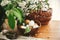 Natural Easter eggs, wicker basket, bird nest and cherry flowers on rustic table. Happy Easter, atmospheric moment. Rural still