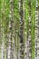 Natural, ecological background composed of black and white birch trees and green leaves. Blurred, selective focus