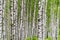 Natural, ecological background composed of black and white birch trees and green leaves. Blurred, selective focus