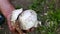 Natural edible mushroom, a mushroom in the hand of a man,