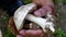 Natural edible mushrooms, fungi in a man`s hand, the man collecting mushrooms,