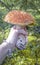 Natural edible mushrooms in the hands of man. An edible white mushroom