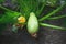 Natural edible zucchini grow in the garden