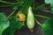 Natural edible zucchini grow in the garden