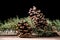 Natural Elegance: A Captivating Pine Cone on Fir Tree Branch
