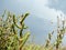 Natural environment. Coastal wetlands. Vegetation