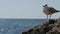 natural environment of one lonely seagull bird standing on rocky stone on remote island in blue sea with motor boat