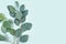 Natural eucalyptus leaves on mint pastel green background. Flat lay floral composition, top view, copy space
