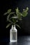 Natural eucalyptus plant twigs in glass vase bottle. Dark, black background. Home interior flowers, minimalist stillife concept