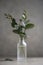 Natural eucalyptus plant twigs in glass vase bottle. Home interior flowers, minimalist stillife concept