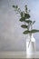 Natural eucalyptus plant twigs in glass vase bottle. Home interior flowers, minimalist stillife concept. Copy space