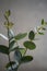 Natural eucalyptus plant twigs. Home interior flowers, minimalist stillife concept