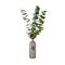 Natural eucalyptus plant twigs in vintage grey glass bottle isolated on white