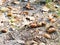 Natural fallen acorns between yellow leaves