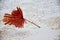 Natural fallen dry leaf isolated onsand