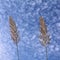 Natural feather like plant against dramatic sky