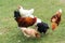 natural feeding free range chickens on grass field