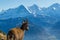 natural female alpine ibex capricorn looking at Eiger, Monch, Jungfrau in bernese alps