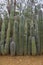 Natural fence made of huge cacti on Bonaire