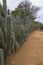 Natural fence made of huge cacti on Bonaire, Netherlands Antilles.