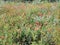 Natural field of wildflowers