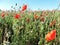 Natural field of wildflowers poppies and snails two