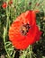 Natural field of wildflowers poppy