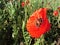 Natural field of wildflowers poppy two