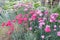 Natural filled frame close up background wallpaper day shot of a flower bed with purple pink Dianthus Seguieri and Plumarius