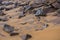 Natural filled frame close up wallpaper background early morning photo of sharp brown black rocks on a wet yellow orange sand