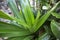 Natural filled frame close up wallpaper of a vibrant yucca plant with long green sword shaped leaves. Sri Lanka