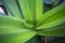 Natural filled frame close up wallpaper of a vibrant yucca plant with long green sword shaped leaves. Sri Lanka