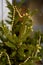 Natural fir-tree branches decorated with golden christmas Festoon