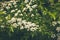 Natural Floral backdrop of blooming spiraea