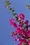 Natural floral background. Bougainvillea branch with pink vibrant flowers against a blue sky.