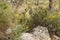 Natural floral background. Bush with small yellow flowers among the stones in the forest